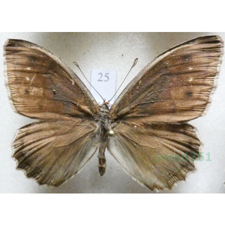 Hipparchia statilinus (Hufnagel, 1766) male Skalnik statilinus Hungaria25